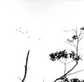Small flock of birds in the sky - Everglades National Park, Florida