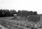 Harvesting white acre peas - Live Oak, Florida