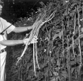 Chinese vegetables