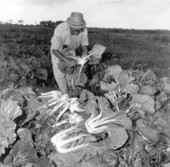 Chinese vegetables