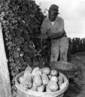 Gathering chinese vegetables - Hobe Sound, Florida
