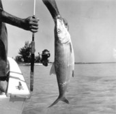Freshly caught bonefish - Marathon, Florida