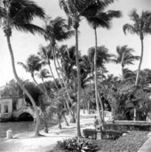 Palm trees at Vizcaya - Miami, Florida