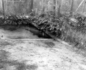 Alligators at Ross Allen's Reptile Institute.