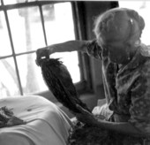 Old woman making a cigar in the Key West cigar factory - Key West, Florida.
