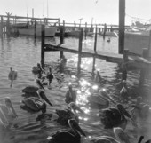 Flock of pelicans relaxing at boat docks