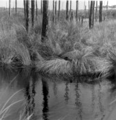 Alligator hiding in the swamp