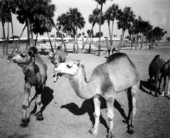 Camels at Busch Gardens - Tampa, Florida.