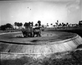 Elephants at Busch Gardens - Tampa, Florida.