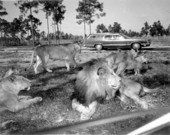 Lions at the Lion Country Safari zoo - West Palm Beach, Florida.