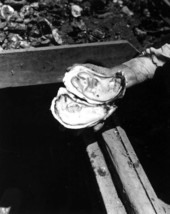 Close-up of two large oysters on a boat - Apalachicola, Florida