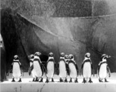 Penguins at Marineland of Florida - Marineland, Florida