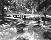People observing alligators at an alligator farm - St. Augustine, Florida