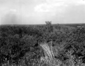 Paynes Prairie State Preserve State Park