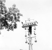 Purple martin birds in a birdhouse