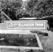 Alligators at an alligator farm - St. Augustine, Florida