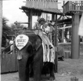 People on an elephant ride at Busch Gardens - Tampa, Florida