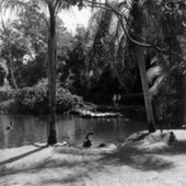 Sarasota Jungle Gardens - Sarasota, Florida.