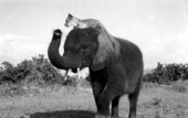 Lion riding an elephant at Caribbean Gardens zoological park - Naples, Florida