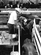 Cattle roundup - Kissimmee, Florida