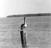 Pelican