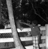 Little boy petting a pony - Miami, Florida.
