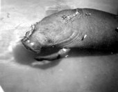 Snooty the Manatee at South Florida Museum - Bradenton, Florida