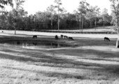 Horses grazing at Pebble Hill Farm - Ocala, Florida