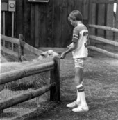 Young boy feeding a sheep at Sanford's zoo - Sanford, Florida.
