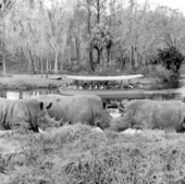 Tourist view rhinos from a boat on Silver Springs - Ocala, Florida .