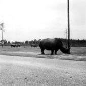 View of rhinoceroses at the Lion Country Safari zoo