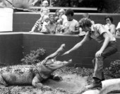 Alligator farm guide Jim Moulton holding his hand in an open alligator's maw - St. Augustine, Florida