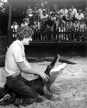 Alligator farm guide Jim Moulton posing with an alligator for spectators - St. Augustine, Florida