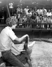 Alligator farm guide Jim Moulton holding open an alligator's maw for spectators - St. Augustine, Florida