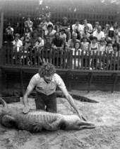 Alligator farm guide Jim Moulton rubbing the belly of an alligator - St. Augustine, Florida