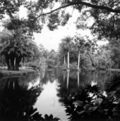 Sarasota Jungle Gardens - Sarasota, Florida.