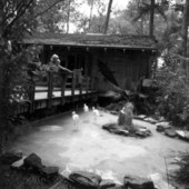 Tourists with the birds at Silver Springs - Ocala, Florida .