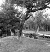 Tourists view giraffes from a boat - Ocala, Florida .