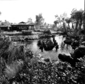 Gator's Pizza near pond at Cypress Gardens - Winter Haven, Florida