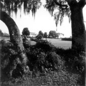 Oak trees with southern mansion in the background - Winter Haven, Florida