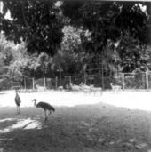 Large birds and deer - Bonita Springs, Florida