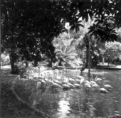 Flamingos in the water - Bonita Springs, Florida