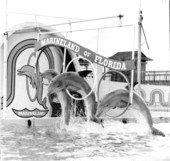 Dolphins jumping through hoops - Marineland, Florida