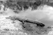Alligator