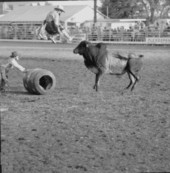 Rodeo clowns face down a Brahma bull - Kissimmee, Florida .