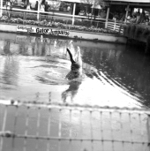 Jumparoo show at the Gatorland theme park - Orlando, Florida.