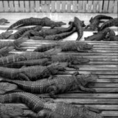 Alligators at the Gatorland theme park - Orlando, Florida.