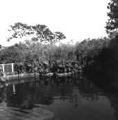 Alligators at the Gatorland theme park - Orlando, Florida.