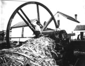 Feeding cane through a grinder