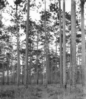 Path through the pinelands